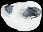 Double Kayserops From Oued Ghris - New Species #10996-2
